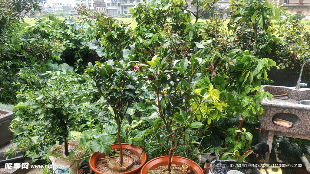 庭院绿植山茶花盆栽景观