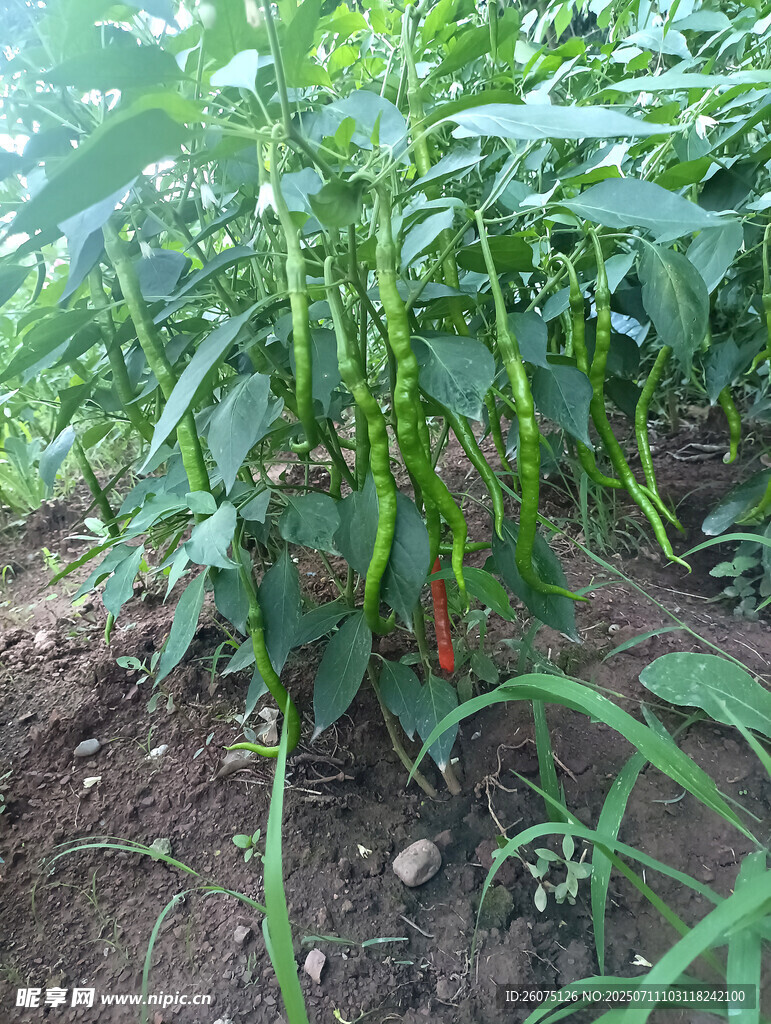 田间生长的翠绿辣椒植株