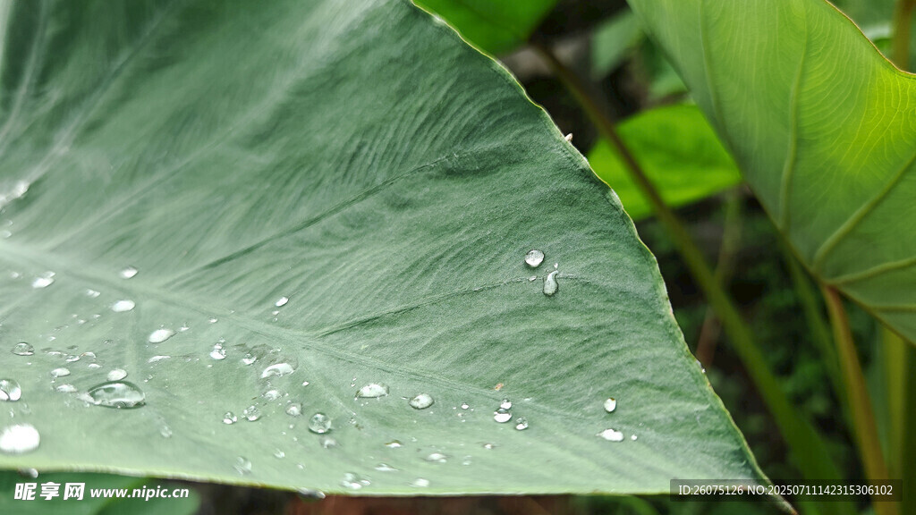 芋叶上的晶莹水珠