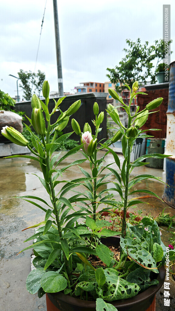 雨中盆栽百合