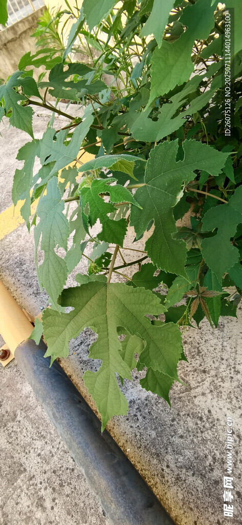 绿叶旁的黑黄障碍物