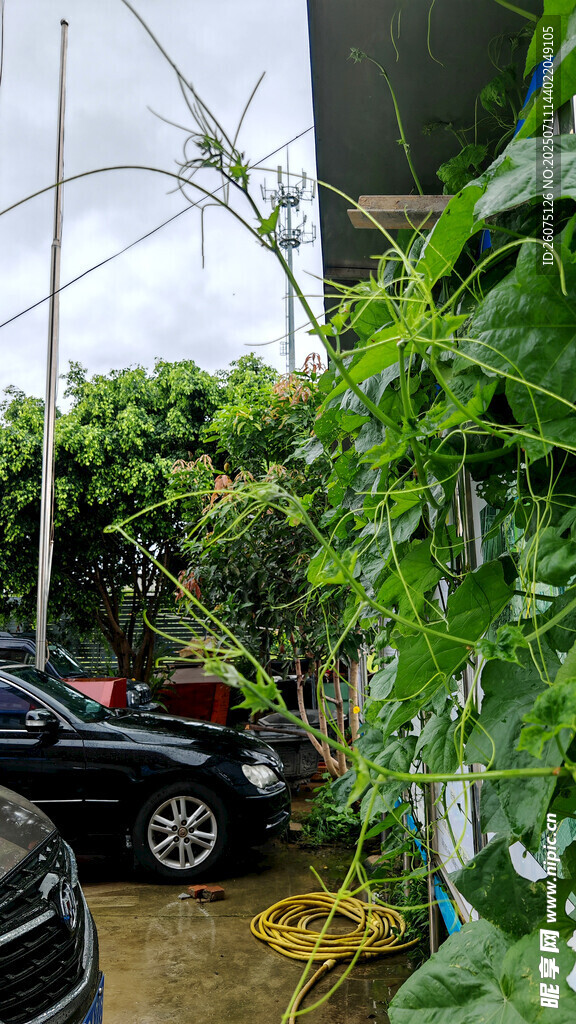 庭院绿植环绕的黑色汽车