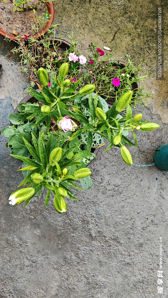 盆栽百合花卉