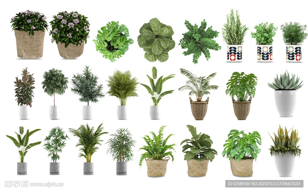 多样盆栽绿植展示