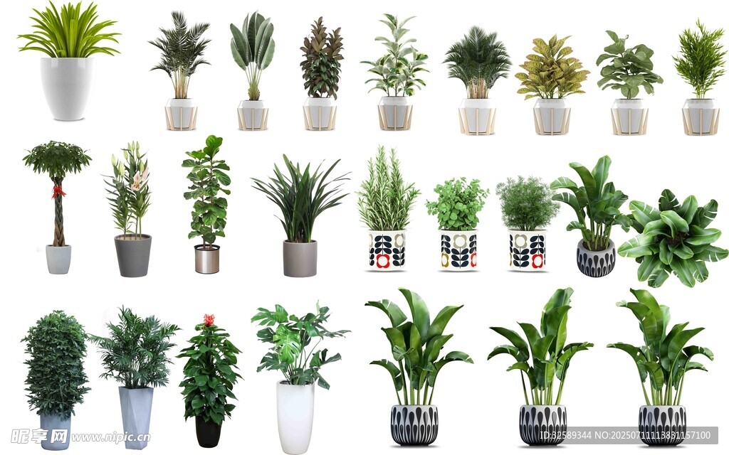 多样盆栽植物展示