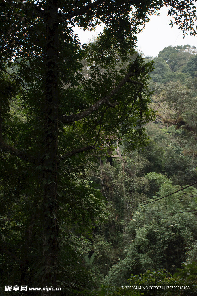 茂密山林绿意盎然