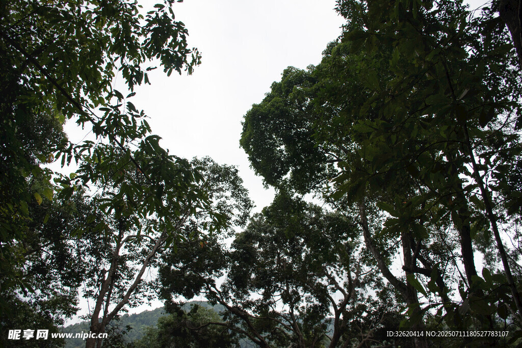 茂密树林中的树冠景观