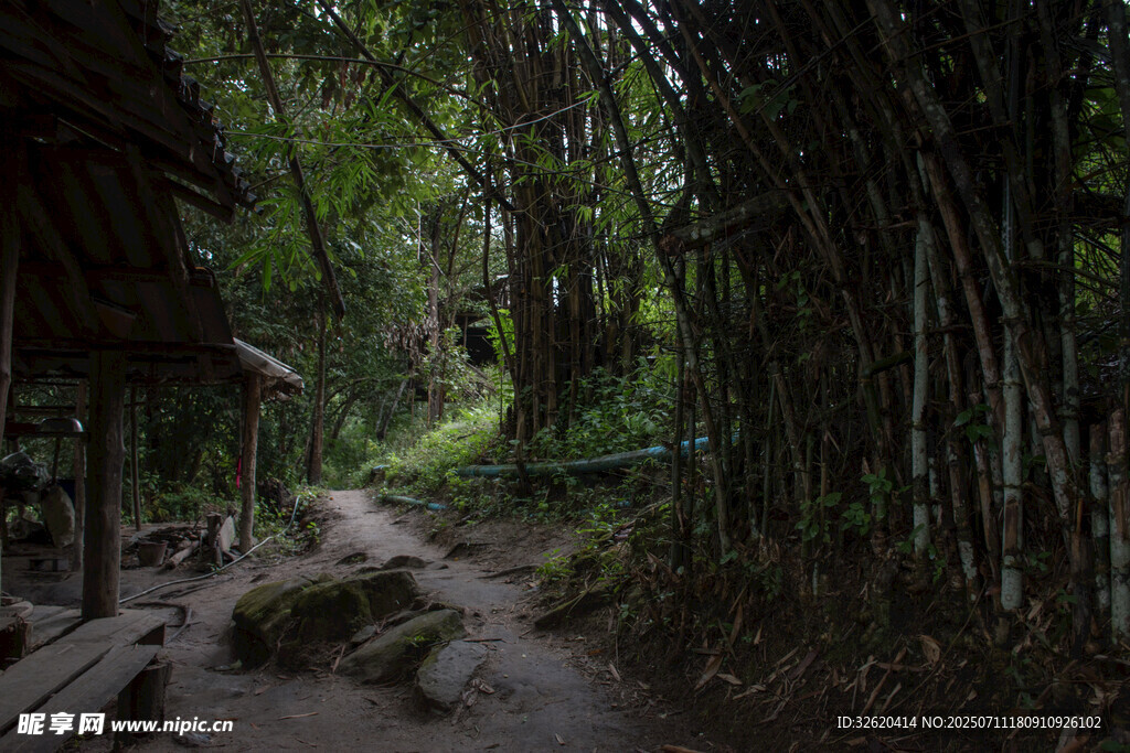 林间小屋旁的幽静小道