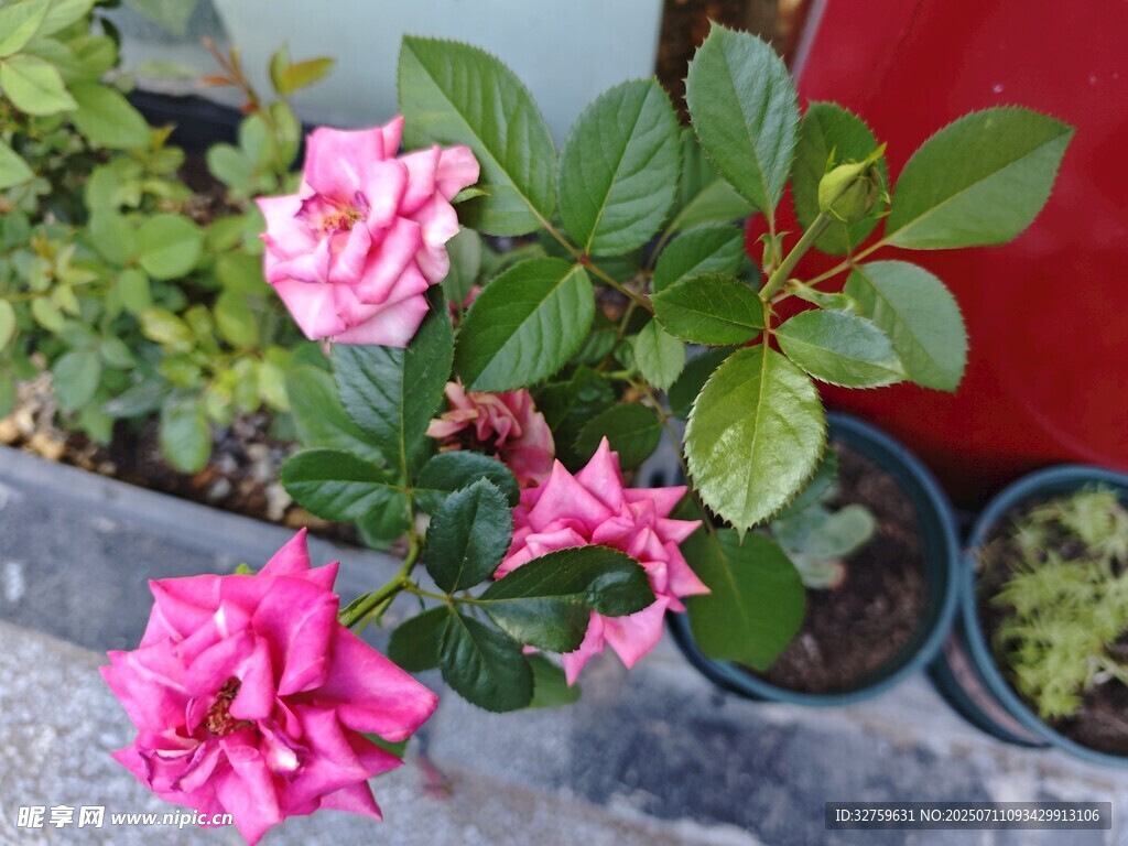 娇艳盆栽月季花