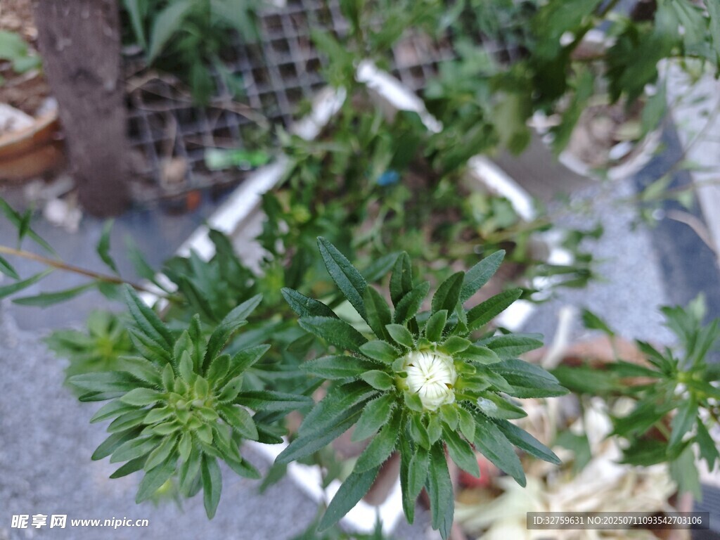 白色小花绽放的绿色植物