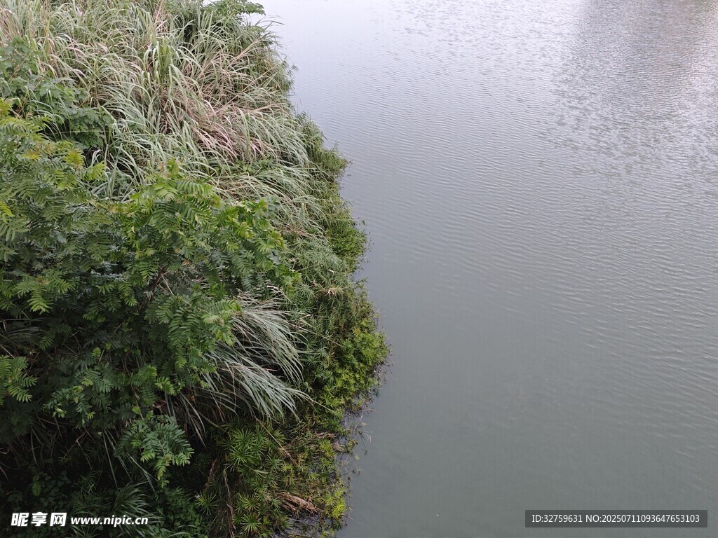 河畔绿植与平静水面