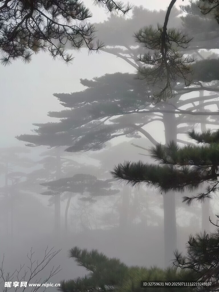 雾中松影
