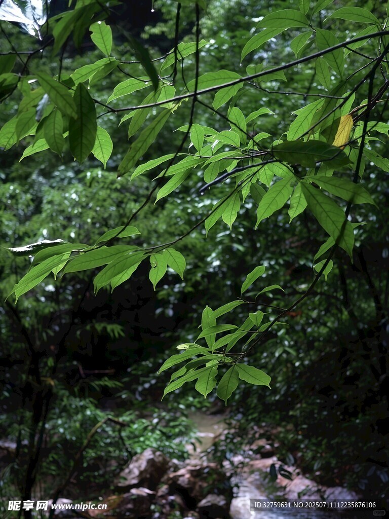 茂密丛林中的繁茂绿植