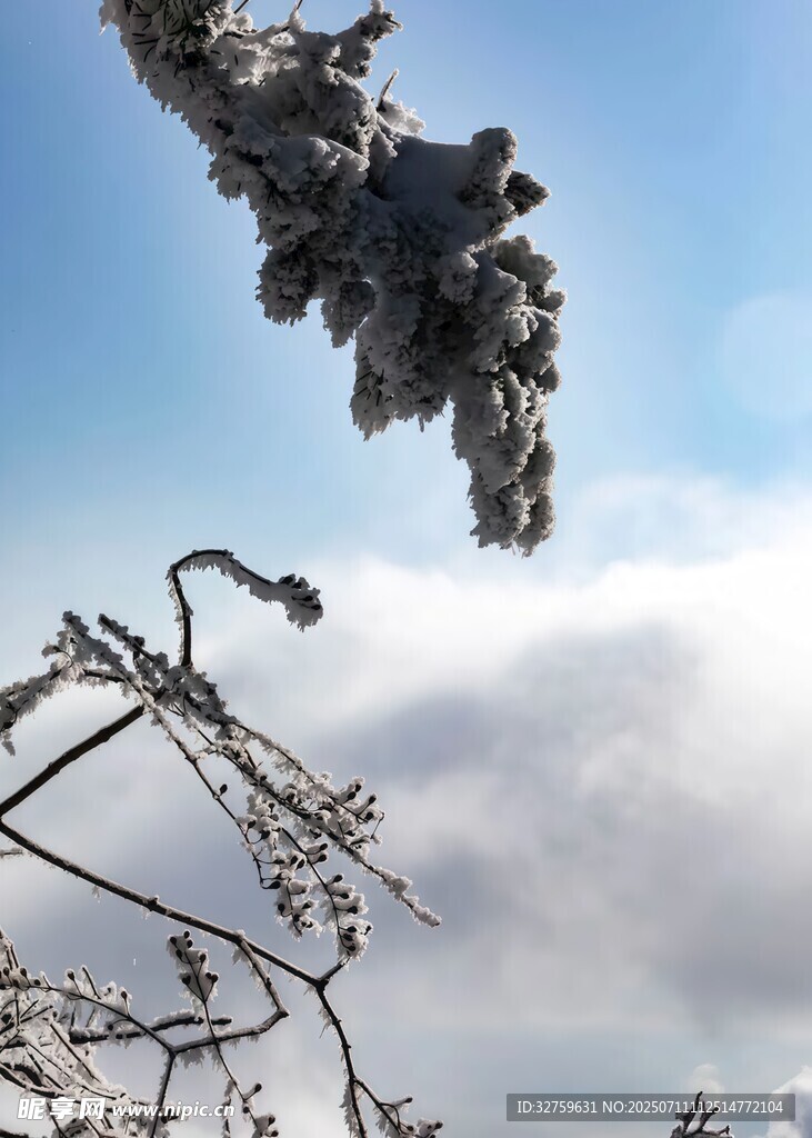 枝头覆雪
