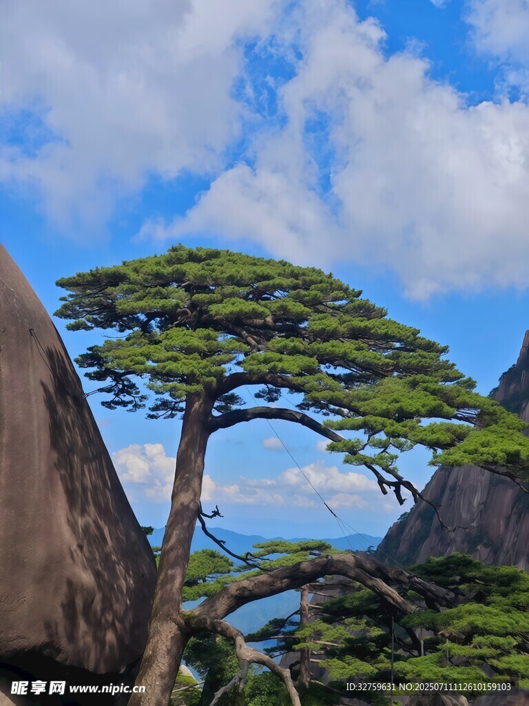 黄山奇松屹立于巨石间
