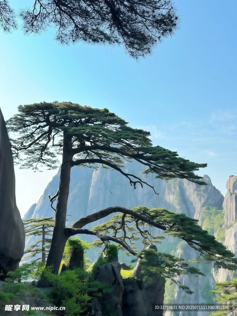 黄山奇松美景