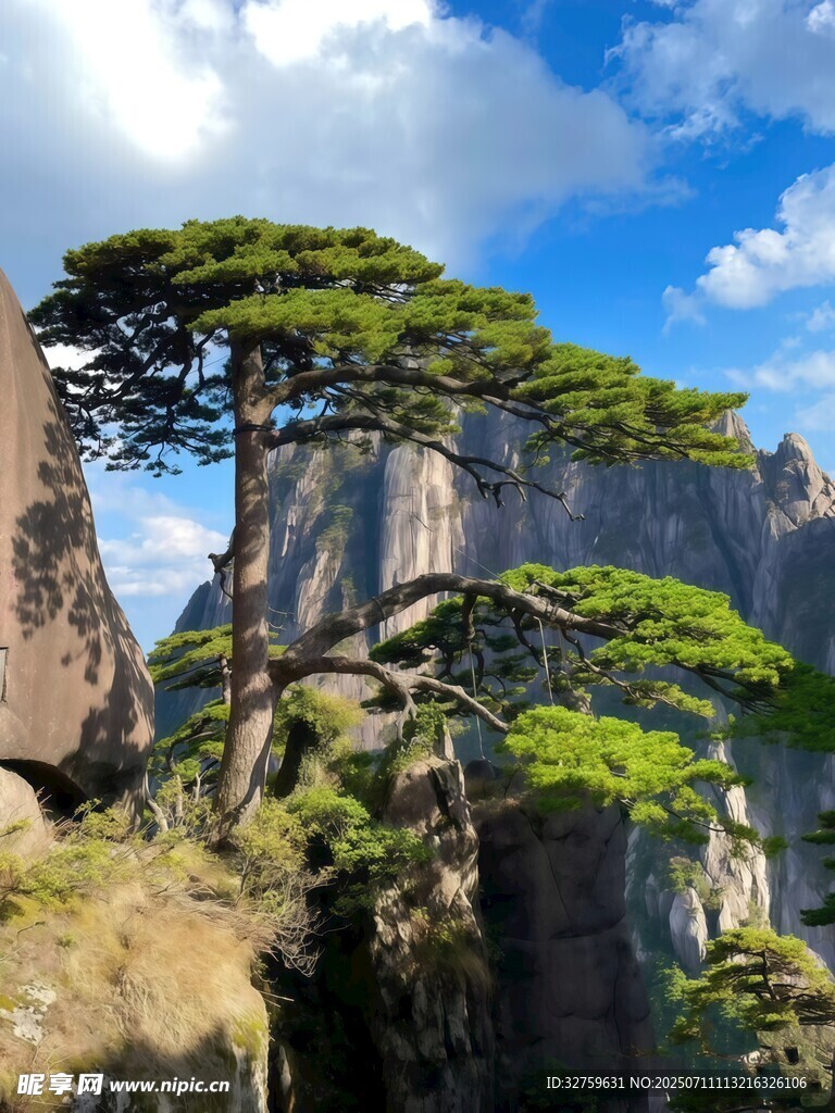 黄山奇松屹立悬崖之巅