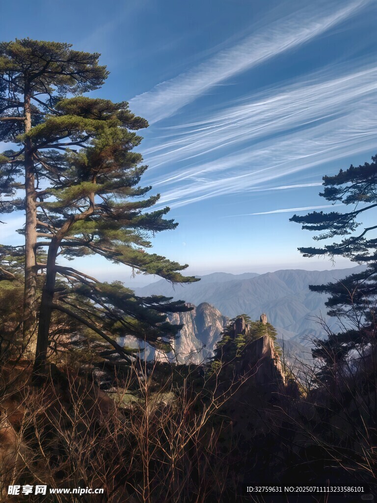 黄山松景