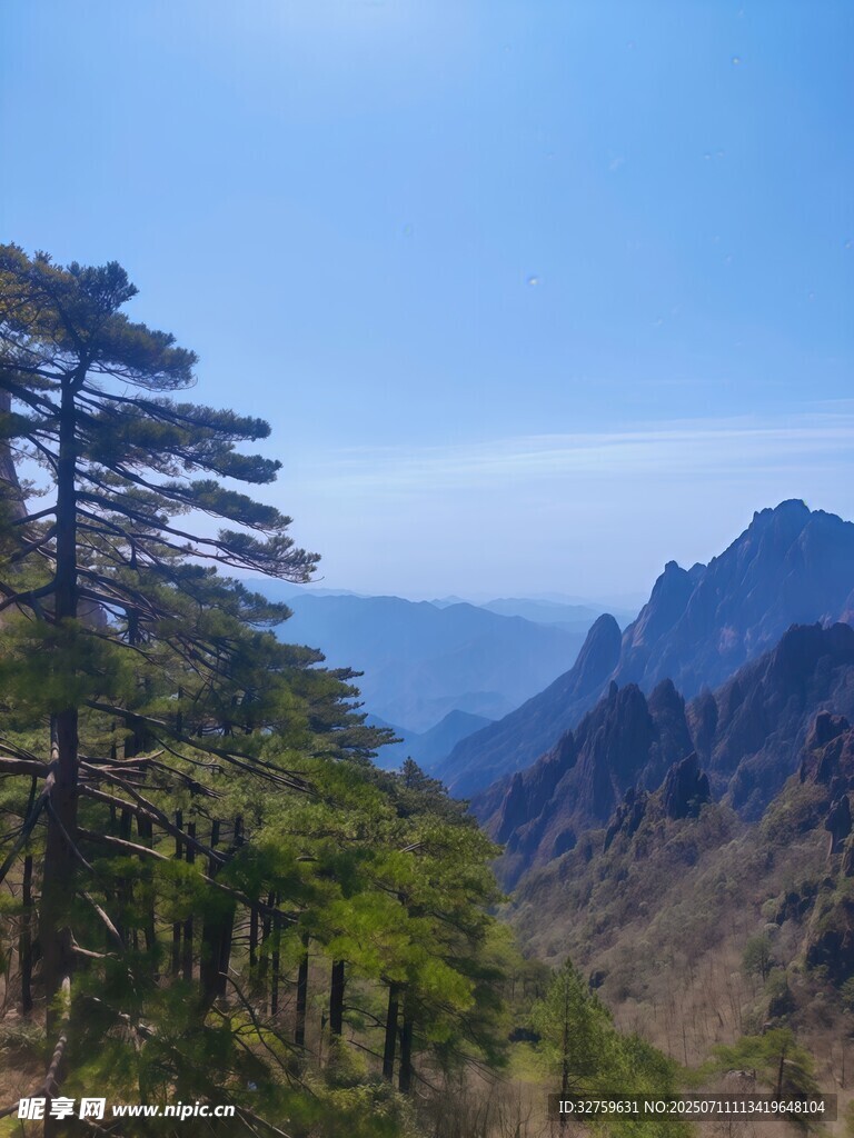 山间青松与壮丽远山景色