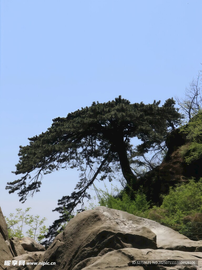 岩石上的苍松