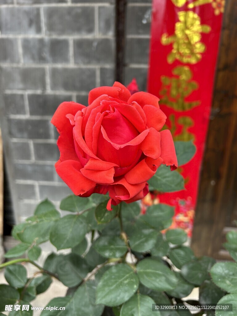 红玫瑰绽放于古朴背景前