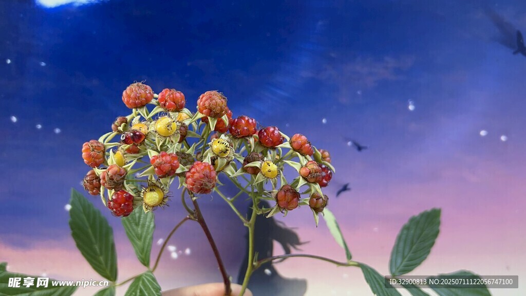 多彩浆果植物
