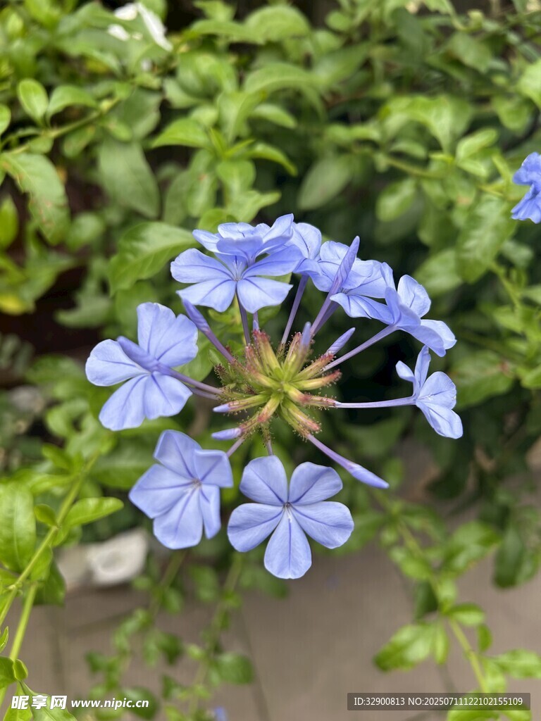 蓝花绽放于绿叶间