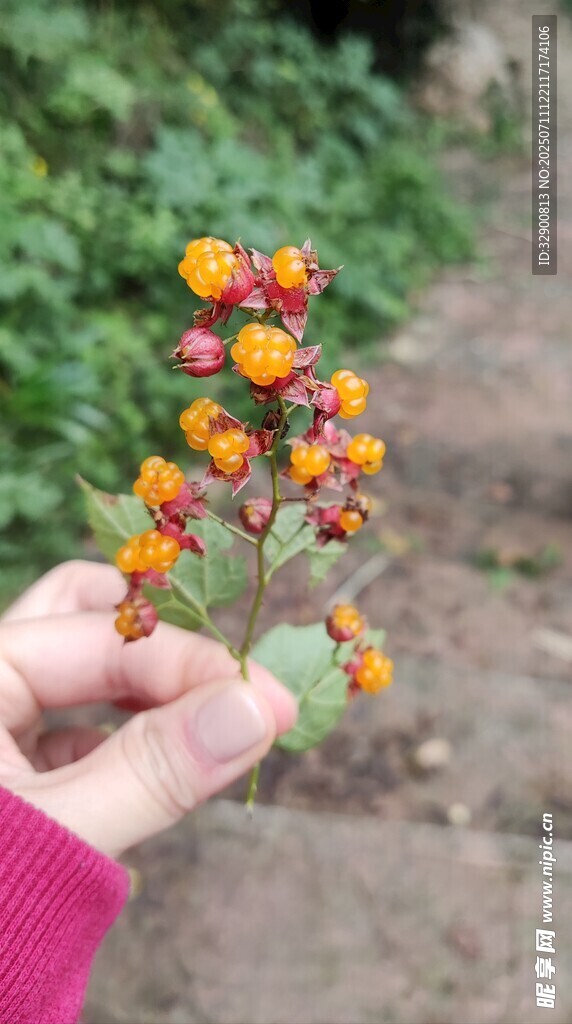 手捧多彩小浆果
