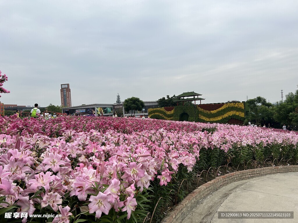粉色花海绽放美丽景致