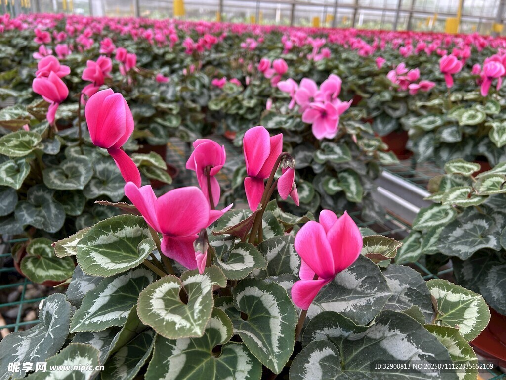 娇艳仙客来花卉绽放