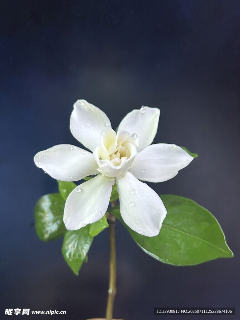 单枝洁白茉莉花特写
