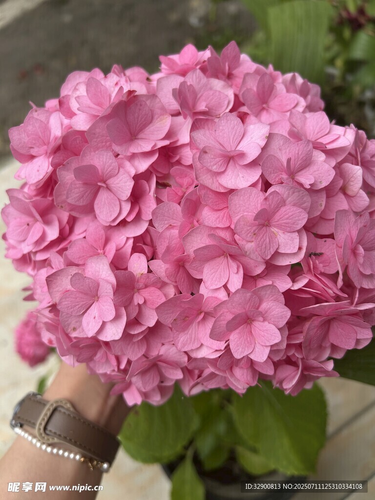 手捧娇艳粉色绣球花