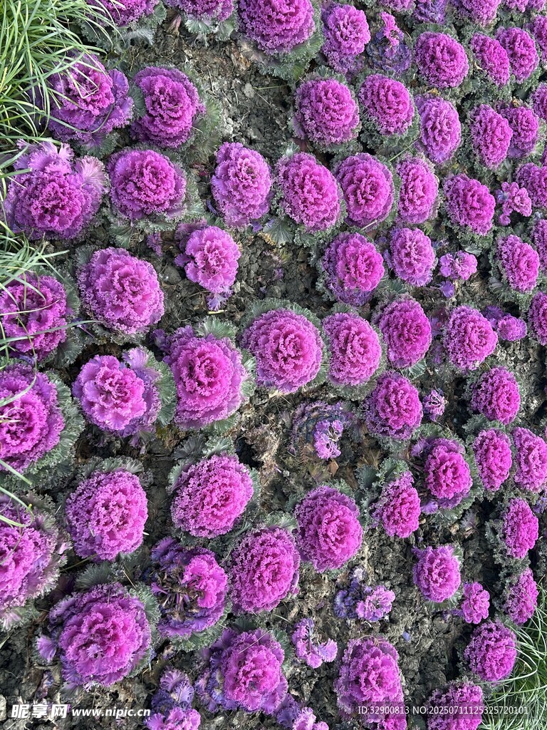 紫色繁花锦簇的美丽景致