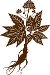 药用植物插画 人参
