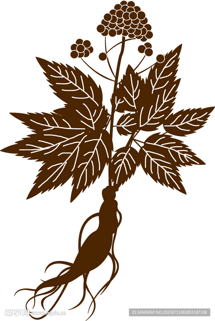 药用植物插画 人参