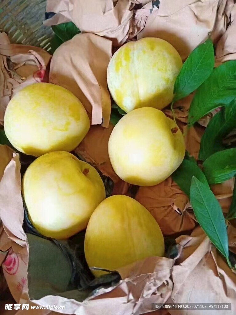 黄金李 奈李