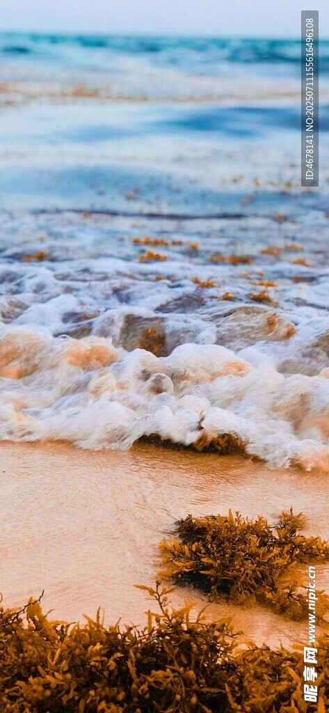 沙滩海浪边的褐色海藻