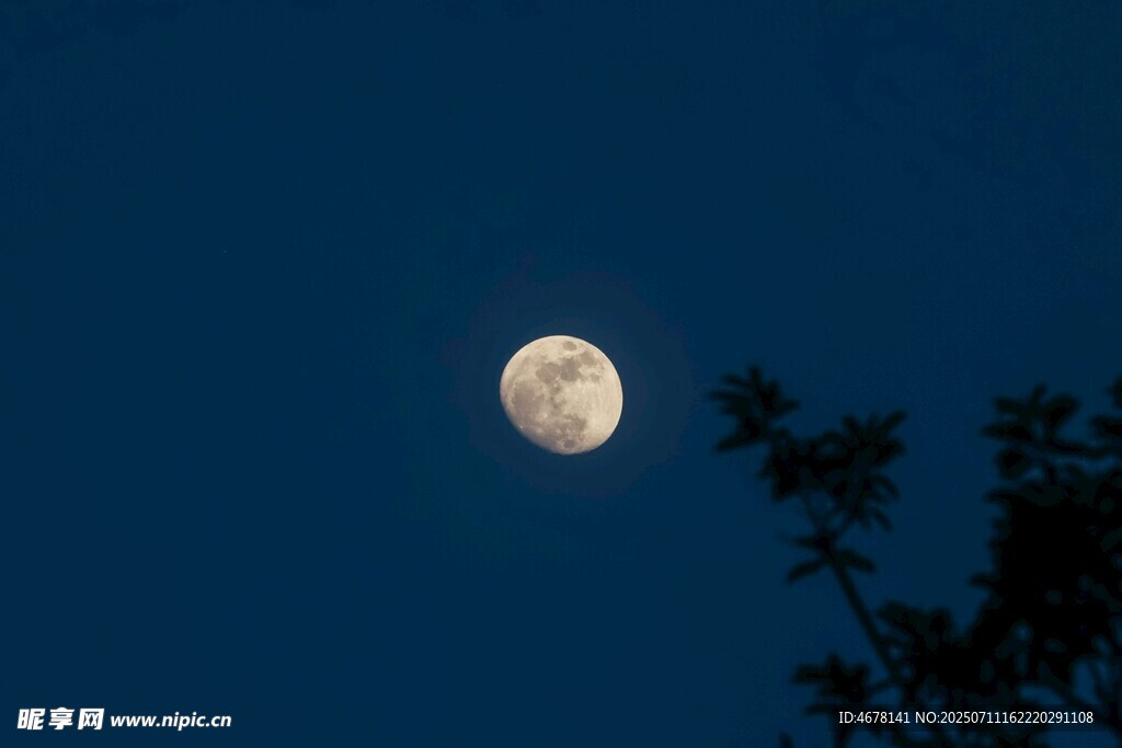 夜空下的明月与枝叶