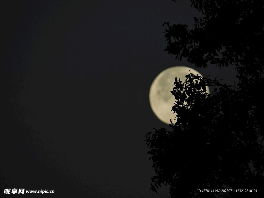 月夜树影下的皎洁明月