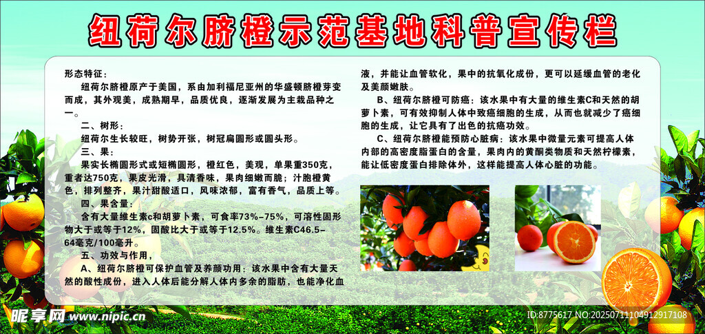 脐橙