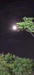 月夜下的绿树与明亮圆月