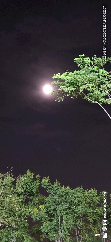 月夜下的绿树与明亮圆月