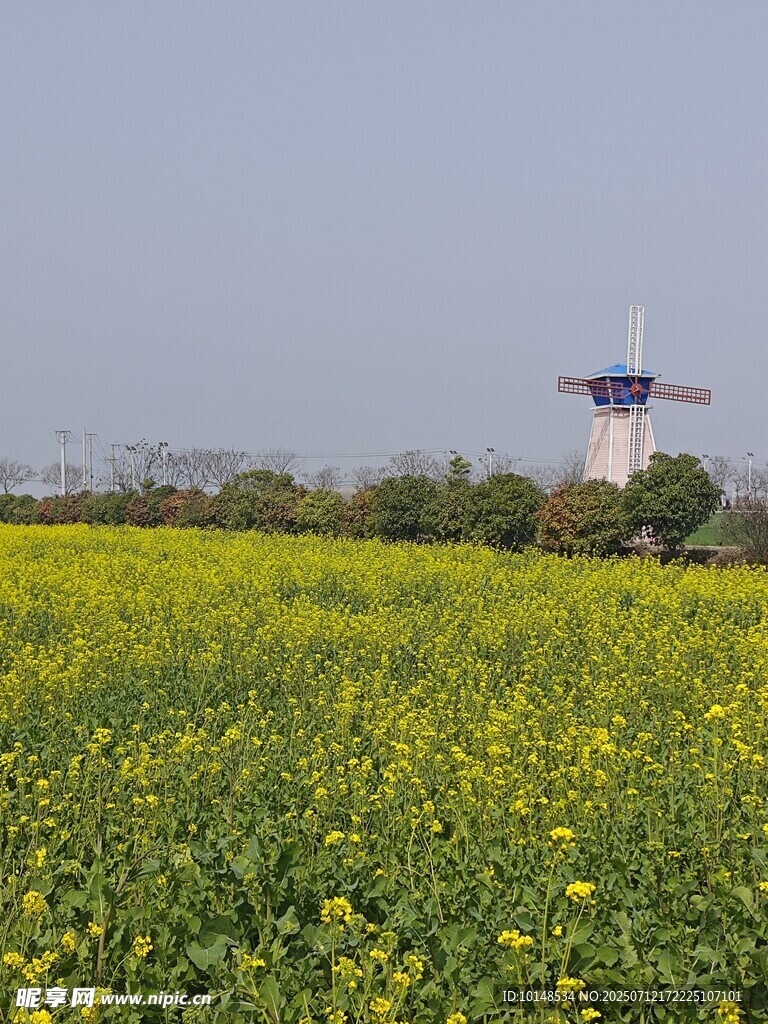 油菜花海中的风车景观