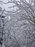 雪覆树枝的冬日景象