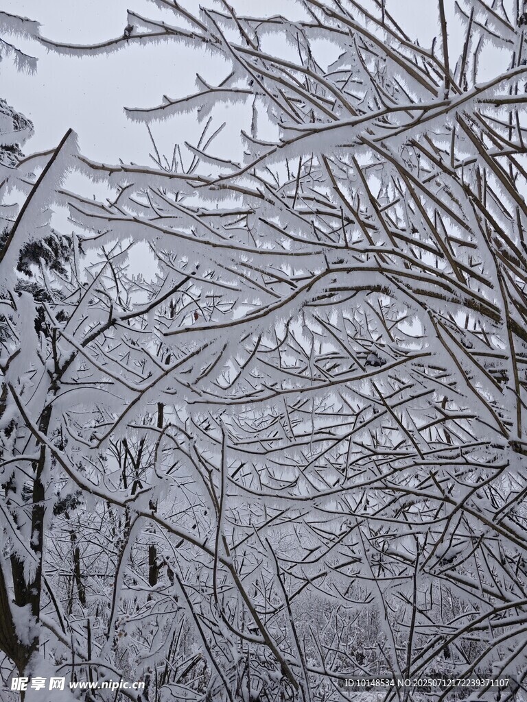 雪覆树枝的冬日景象