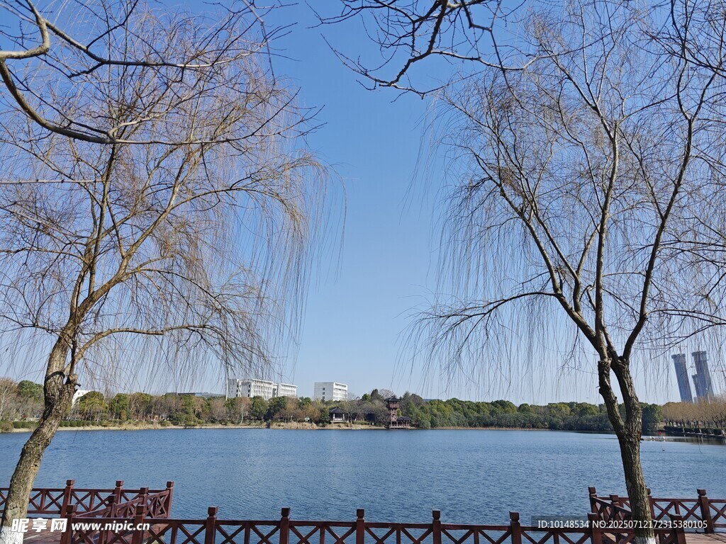 湖畔垂柳景蓝天碧水间