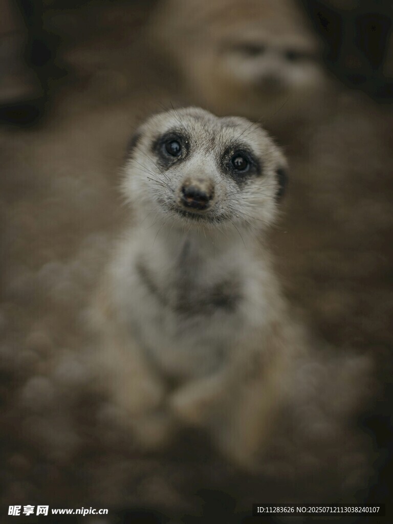可爱狐獴直视镜头