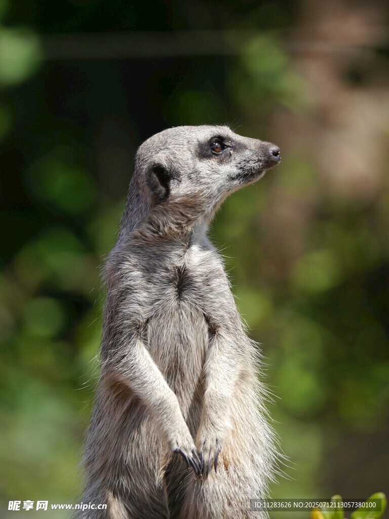 站立的狐獴