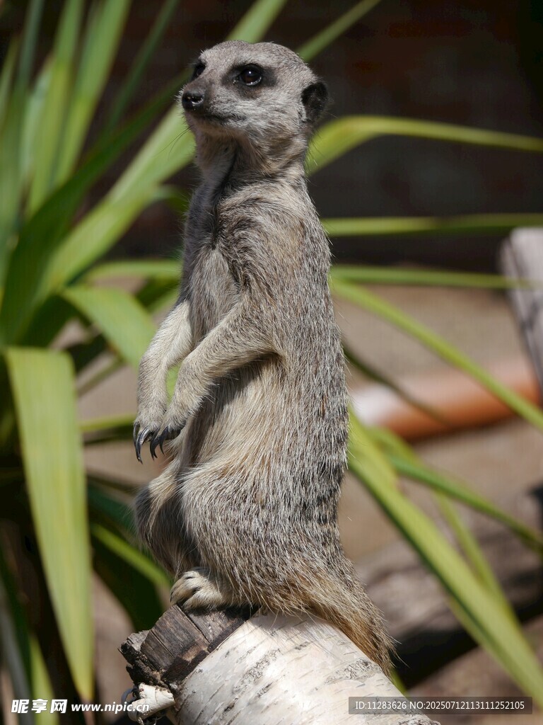 站立的猫鼬
