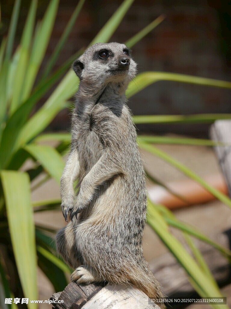 站立的狐獴